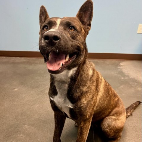 Lola, an adoptable Pit Bull Terrier, Akita in Idaho Falls, ID, 83402 | Photo Image 1