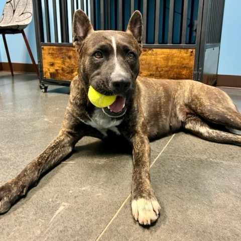 Lola, an adoptable Pit Bull Terrier, Akita in Idaho Falls, ID, 83402 | Photo Image 2