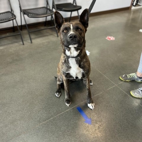 Lola, an adoptable Pit Bull Terrier, Akita in Idaho Falls, ID, 83402 | Photo Image 3