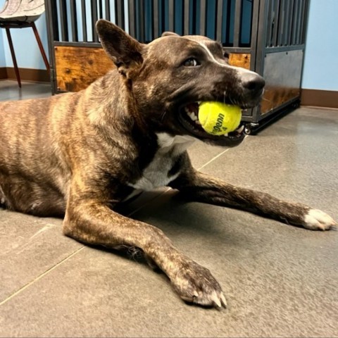 Lola, an adoptable Pit Bull Terrier, Akita in Idaho Falls, ID, 83402 | Photo Image 5