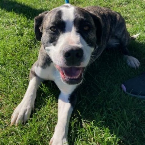 Kuzco, an adoptable Pit Bull Terrier, Mixed Breed in Idaho Falls, ID, 83402 | Photo Image 1