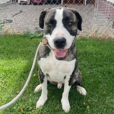 Kuzco, an adoptable Pit Bull Terrier, Mixed Breed in Idaho Falls, ID, 83402 | Photo Image 2