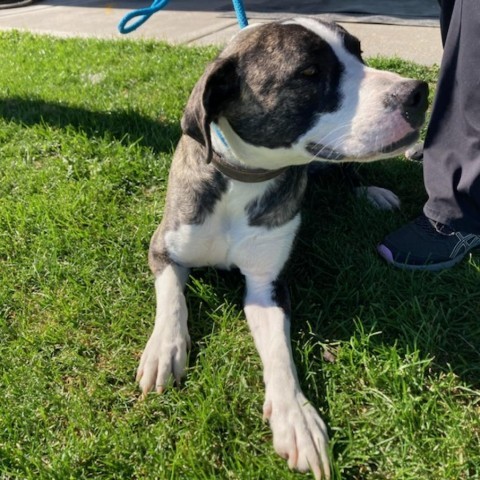 Kuzco, an adoptable Pit Bull Terrier, Mixed Breed in Idaho Falls, ID, 83402 | Photo Image 3