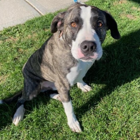 Kuzco, an adoptable Pit Bull Terrier, Mixed Breed in Idaho Falls, ID, 83402 | Photo Image 4