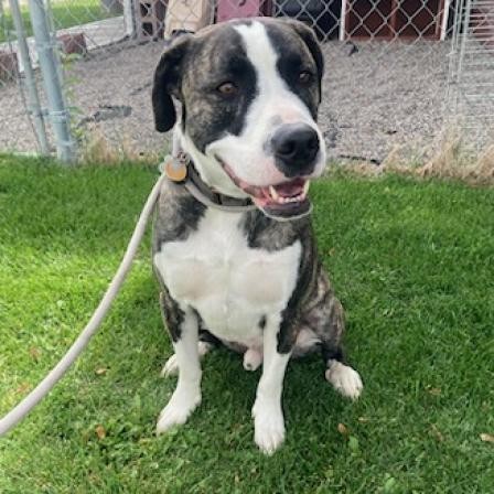 Kuzco, an adoptable Pit Bull Terrier, Mixed Breed in Idaho Falls, ID, 83402 | Photo Image 6