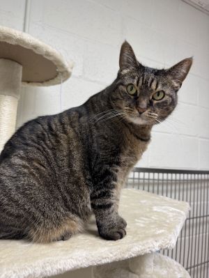 Franny, Adult Female Domestic Short Hair