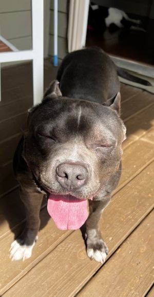 Tommy is a 65-pound short and stocky lovebug who wants nothing more than to be by your side or on