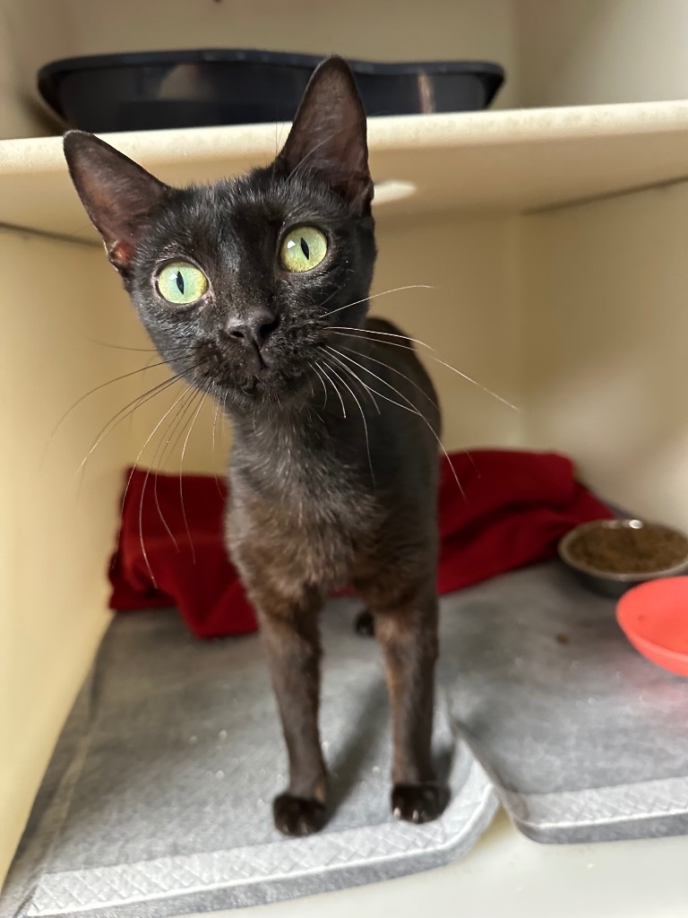 Naudia, an adoptable Domestic Short Hair in Batesville, AR, 72501 | Photo Image 1
