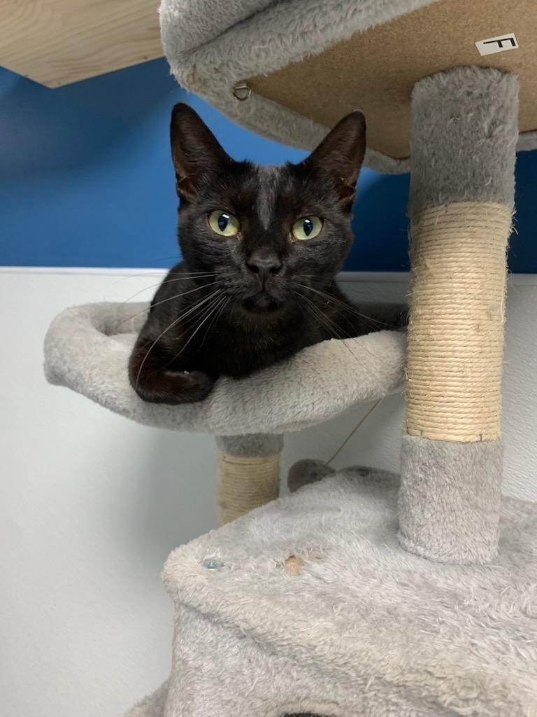 Naudia, an adoptable Domestic Short Hair in Batesville, AR, 72501 | Photo Image 1