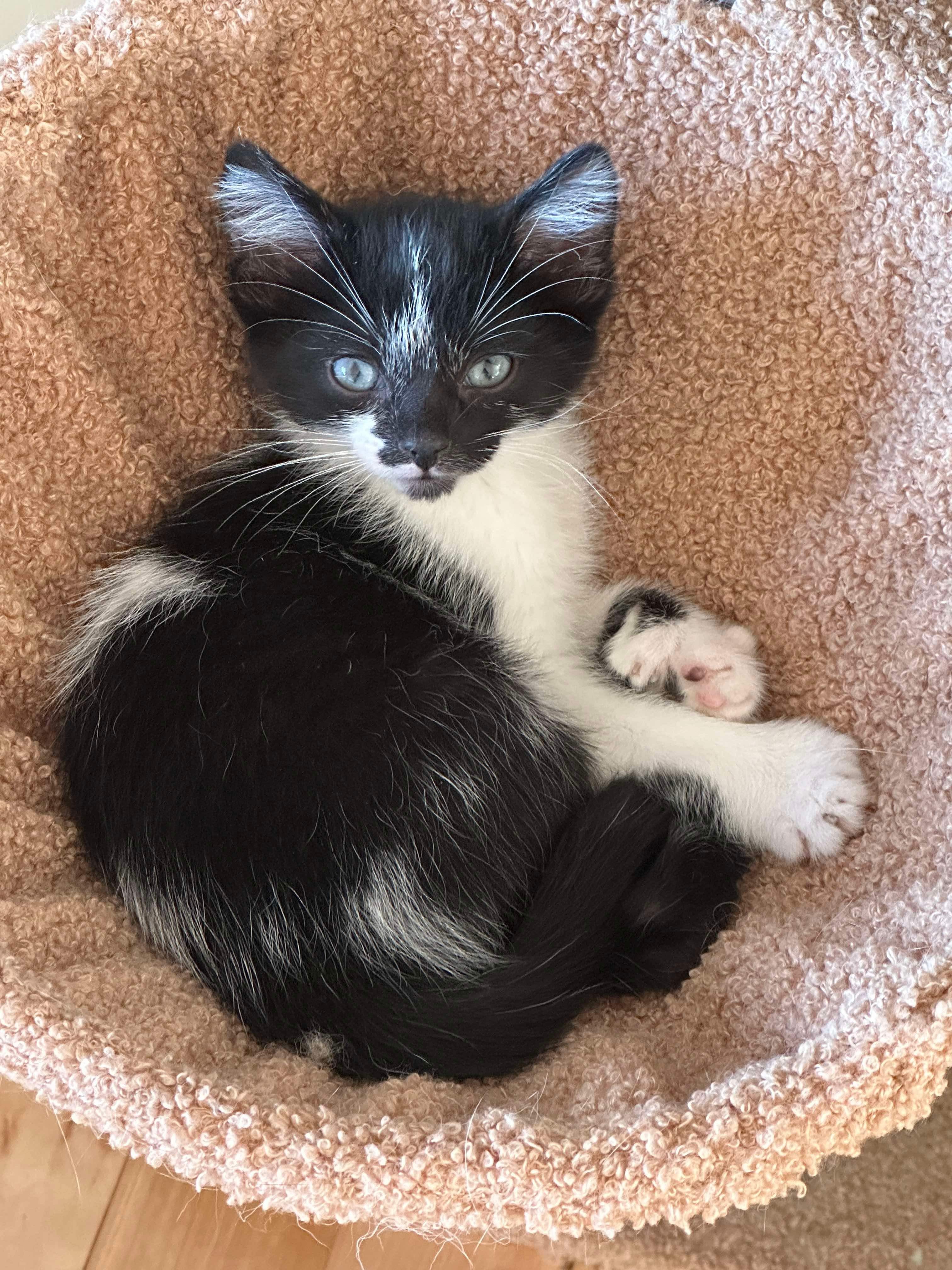 Odie, an adoptable Domestic Short Hair in Steinbach, MB, R5G 2B2 | Photo Image 5