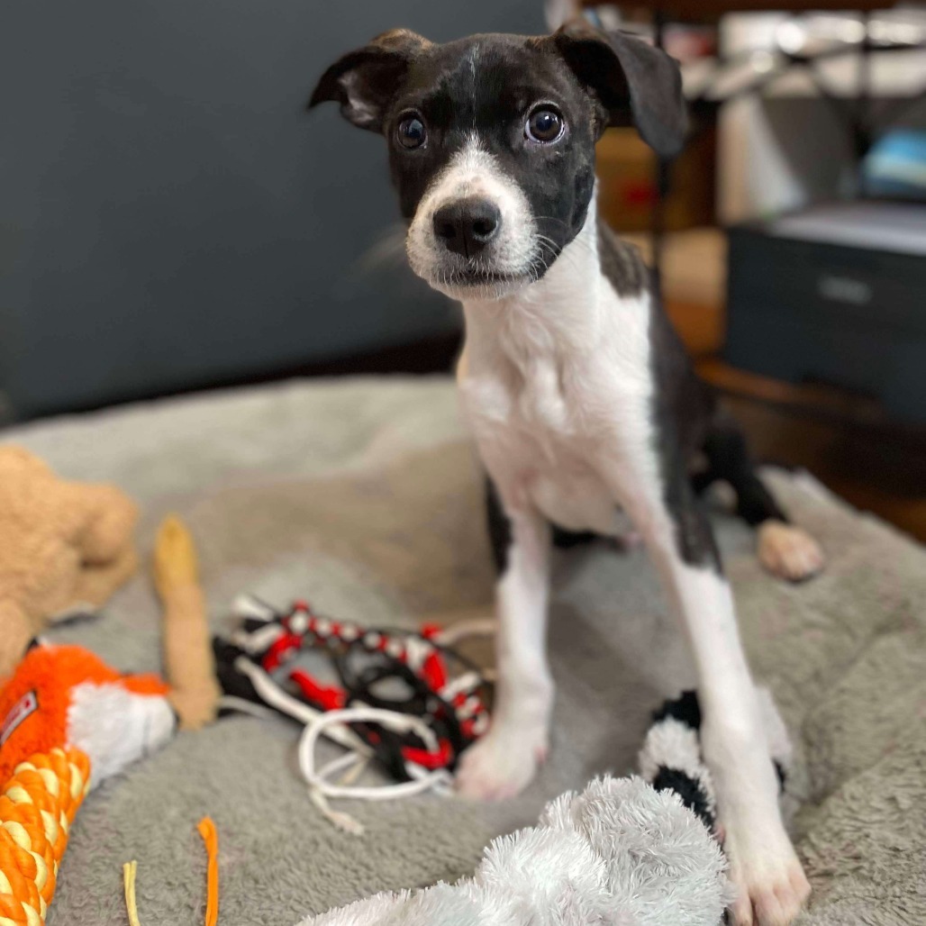 Aiden, an adoptable Mixed Breed in Bend, OR, 97702 | Photo Image 1