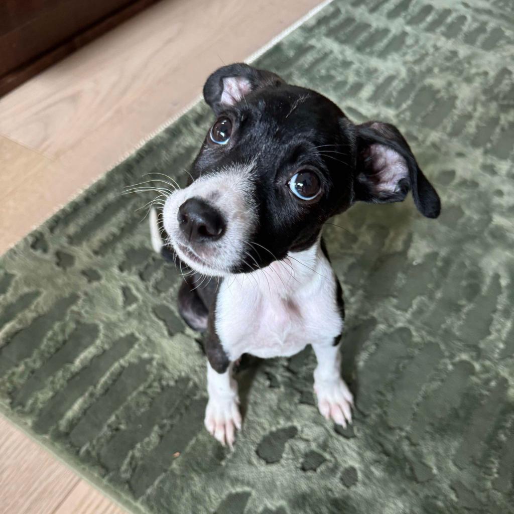 Aiden, an adoptable Mixed Breed in Bend, OR, 97702 | Photo Image 2