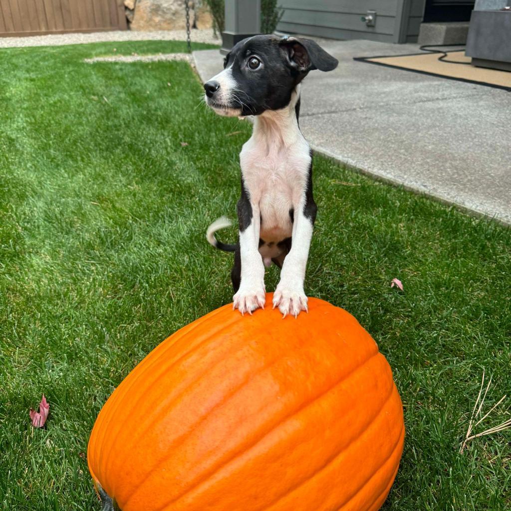 Aiden, an adoptable Mixed Breed in Bend, OR, 97702 | Photo Image 4