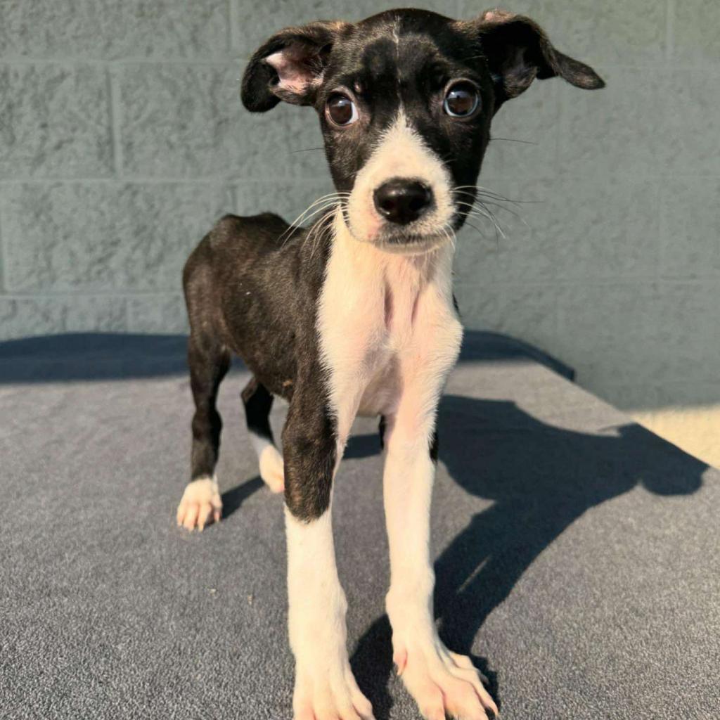 Aiden, an adoptable Mixed Breed in Bend, OR, 97702 | Photo Image 6