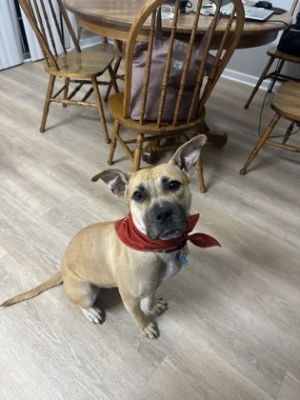 Meet Nana the calm and loving companion youve been searching for With her soulful eyes and sweet 