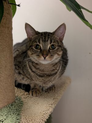 I am very cute and sweet Please give me a forever homeAll adopters must be  21 years old live