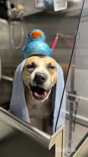 Missy, Adult Female American Staffordshire Terrier