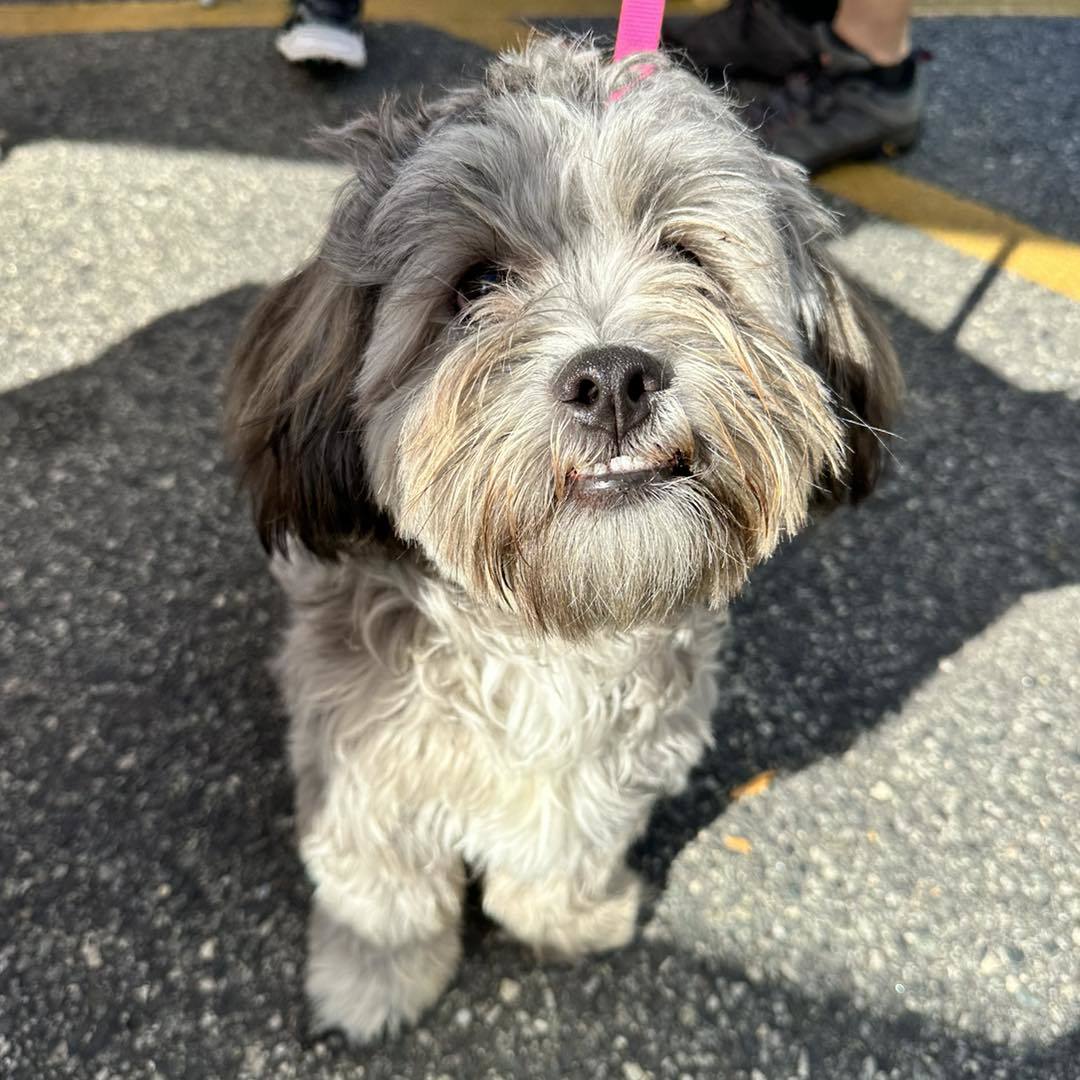 Punchie, an adoptable Havanese in Newfield, NJ, 08344 | Photo Image 1