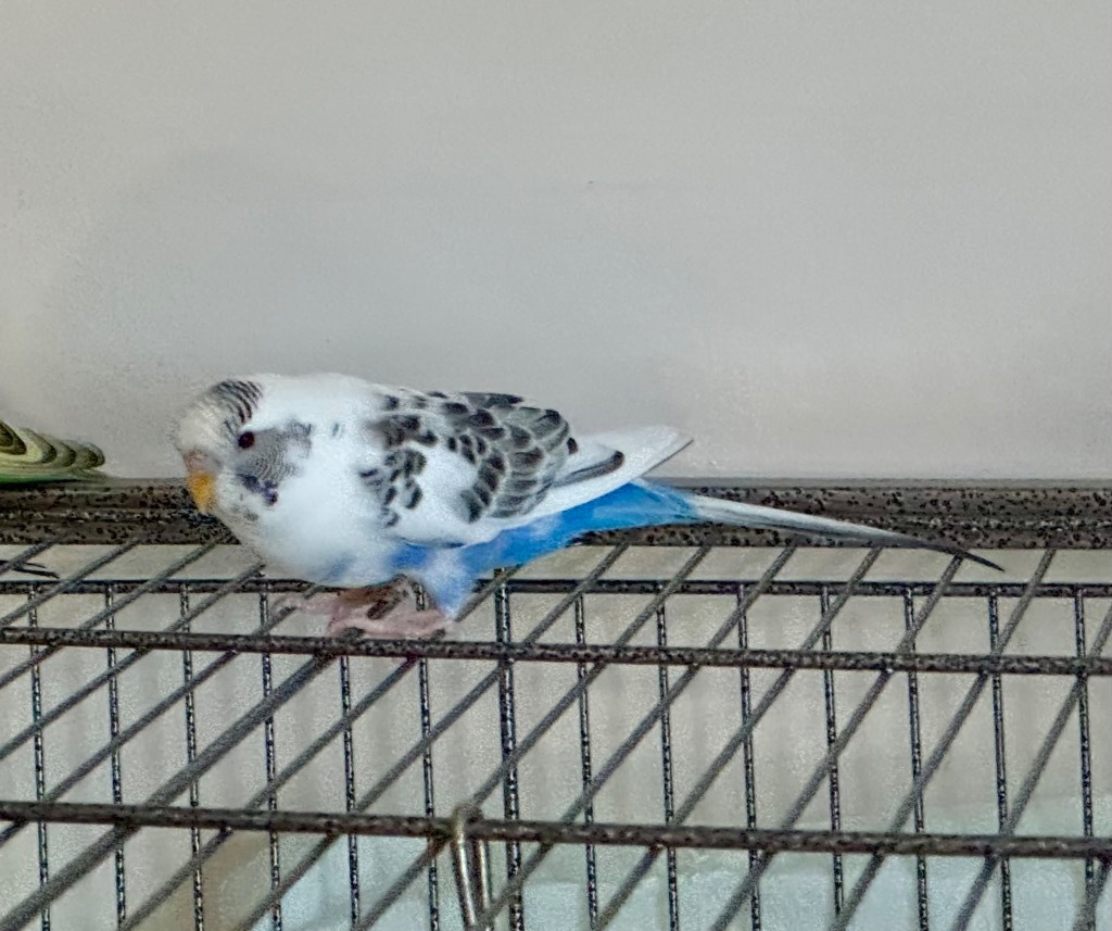 Pearl