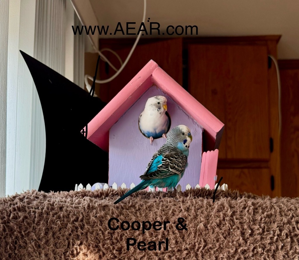 Pearl