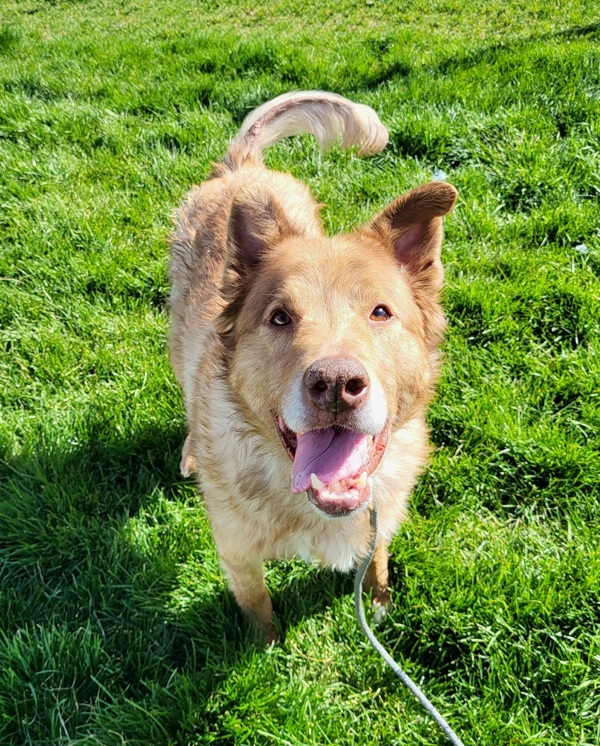 Spice 7990, an adoptable Australian Shepherd, Alaskan Malamute in Pocatello, ID, 83205 | Photo Image 1