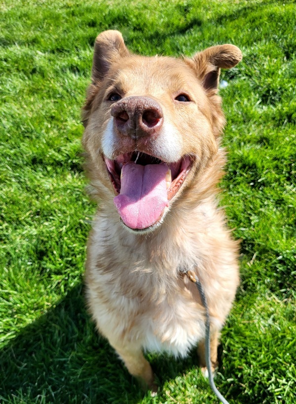 Spice 7990, an adoptable Australian Shepherd, Alaskan Malamute in Pocatello, ID, 83205 | Photo Image 2