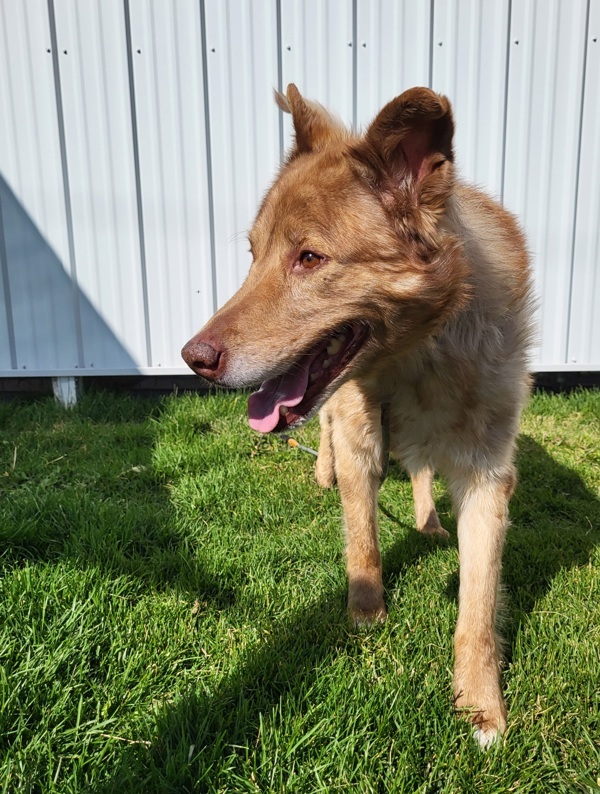 Spice 7990, an adoptable Australian Shepherd, Alaskan Malamute in Pocatello, ID, 83205 | Photo Image 3