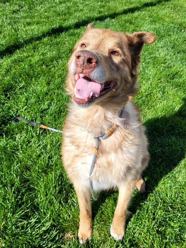 Spice 7990, an adoptable Australian Shepherd, Alaskan Malamute in Pocatello, ID, 83205 | Photo Image 4