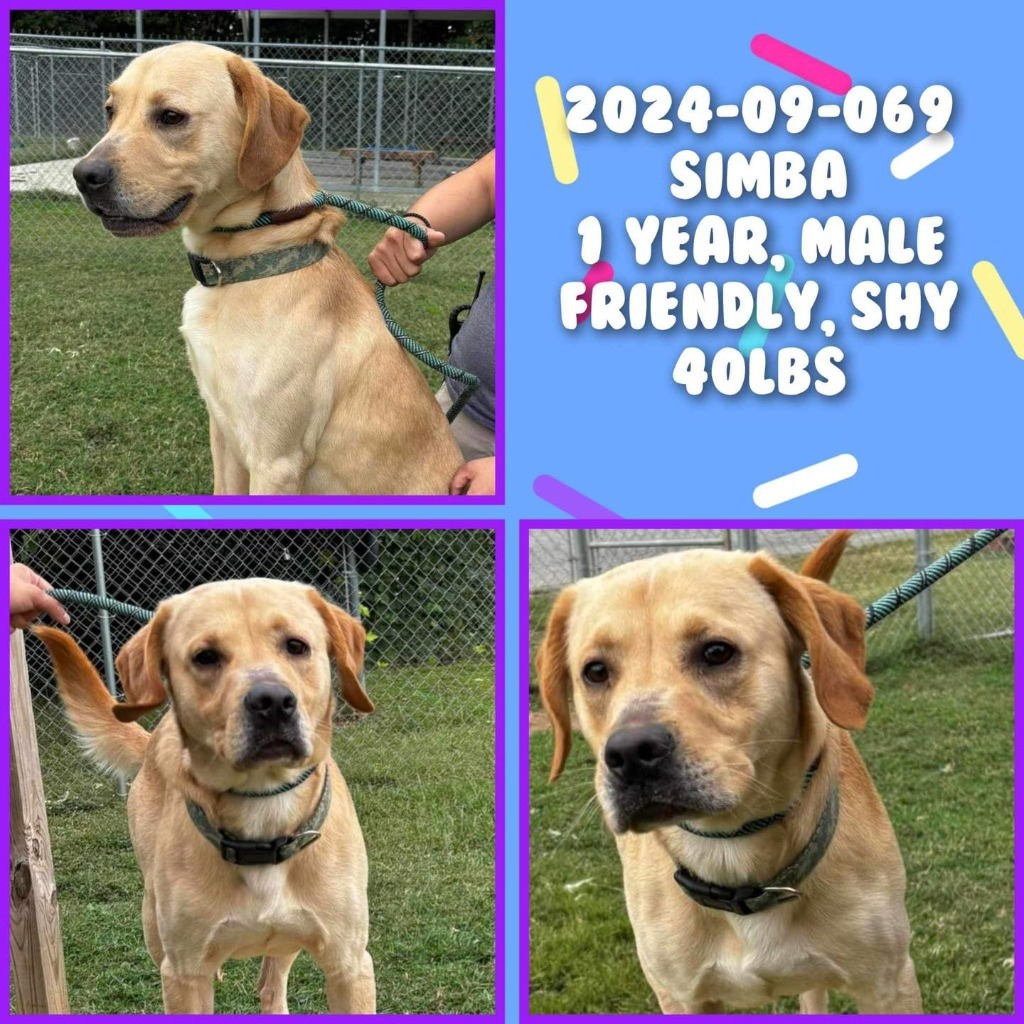 Dog for adoption 202409069 *Simba*, a Labrador Retriever in Winder