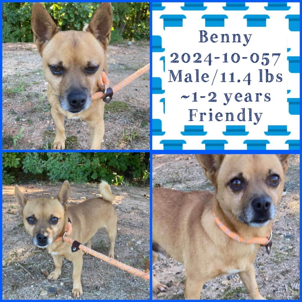 Dog for adoption 202410057 *Benny*, a Terrier in Winder, GA Petfinder
