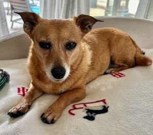 Maggie is one of the sweetest girls youll ever see Maggie is a 13 year old DachshundChihuahua Th