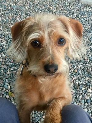 Coco is one of the sweetest dogs youll ever see Shes a wire haired DachshundTerrier mix Shes 1