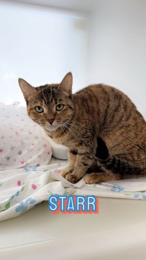 Starr is a cat who gets to know you before she trusts you She is a stereotypical cat in that