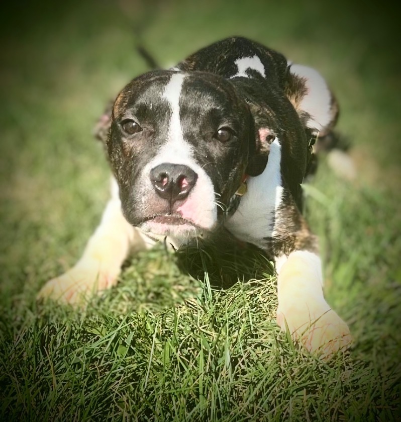 Crook, an adoptable Pit Bull Terrier in Pittsfield, IL, 62363 | Photo Image 1