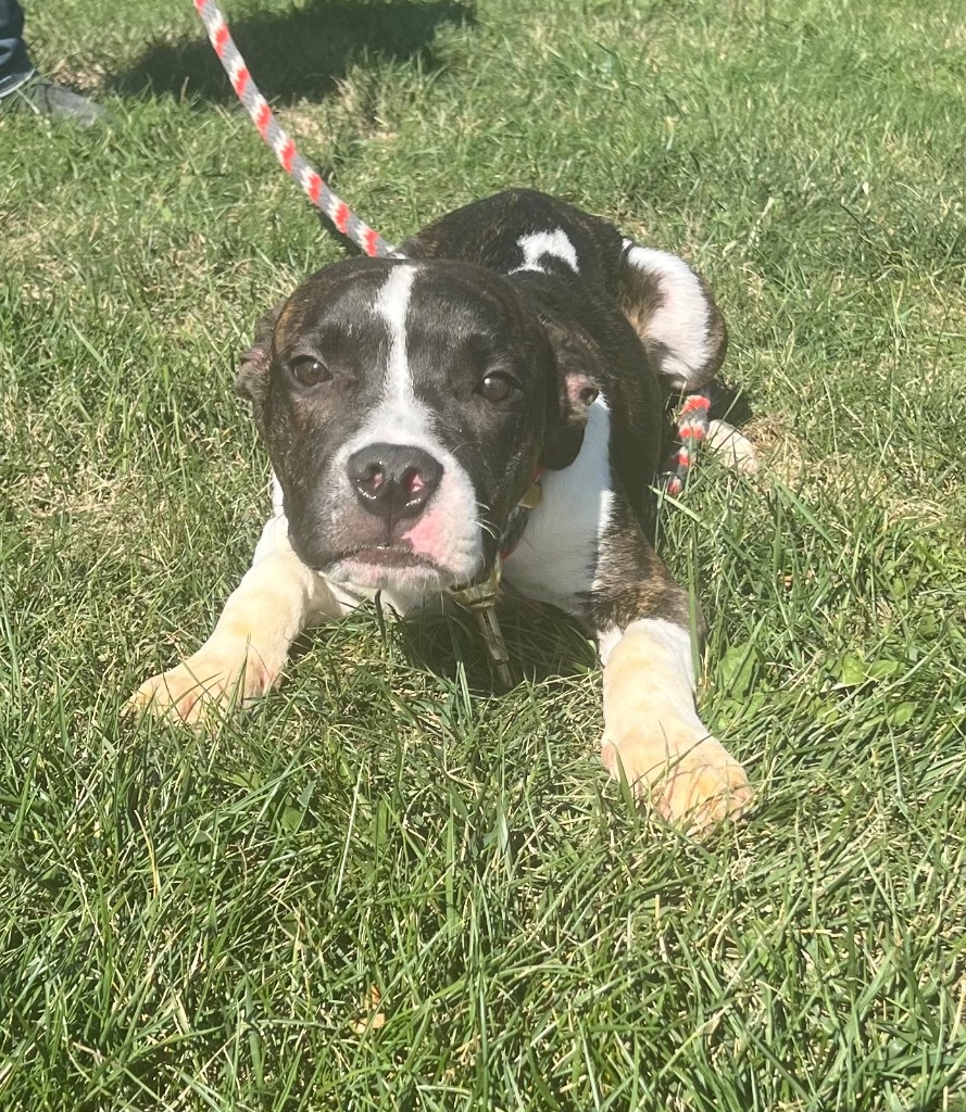 Crook, an adoptable Pit Bull Terrier in Pittsfield, IL, 62363 | Photo Image 2