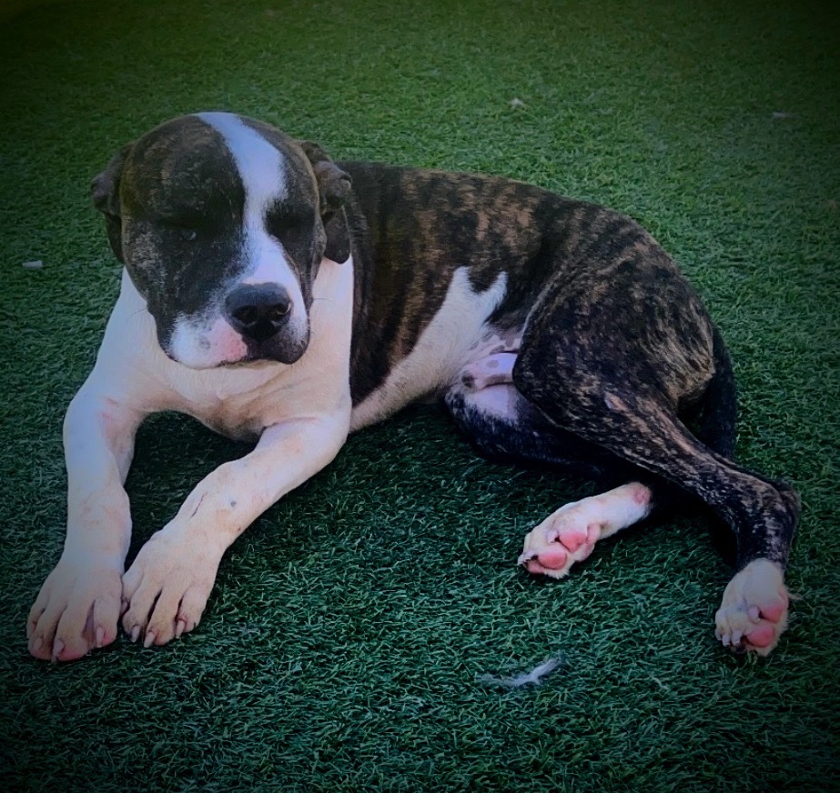 Cain, an adoptable Pit Bull Terrier in Pittsfield, IL, 62363 | Photo Image 1