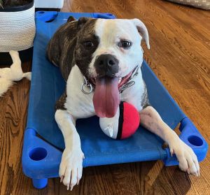 Dalilah, Adult Female Boxer