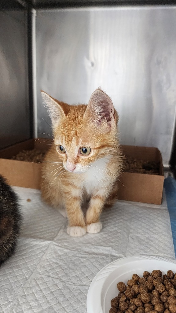 Chase, an adoptable Domestic Short Hair in Brownwood, TX, 76801 | Photo Image 1