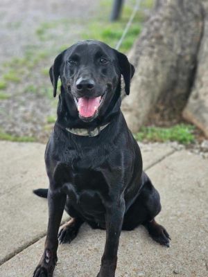 Nellie, Adult Female Hound