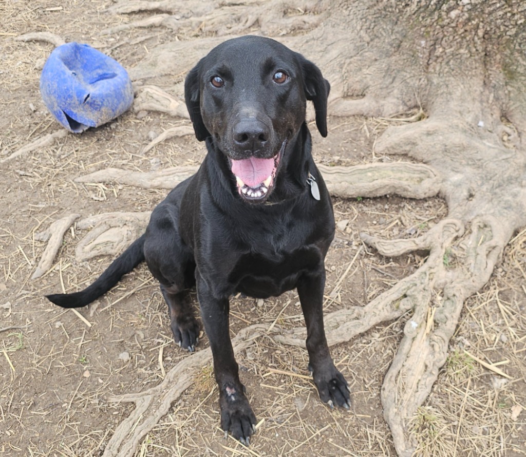 Nellie