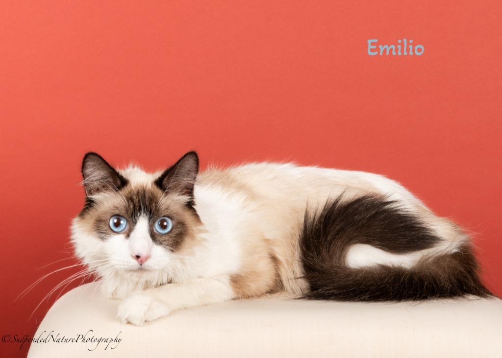 Emilio Estevez, an adoptable Snowshoe in San Jacinto, CA, 92582 | Photo Image 1