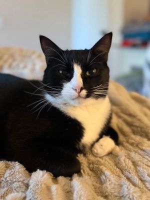 Checkers F, Adult Male Domestic Short Hair