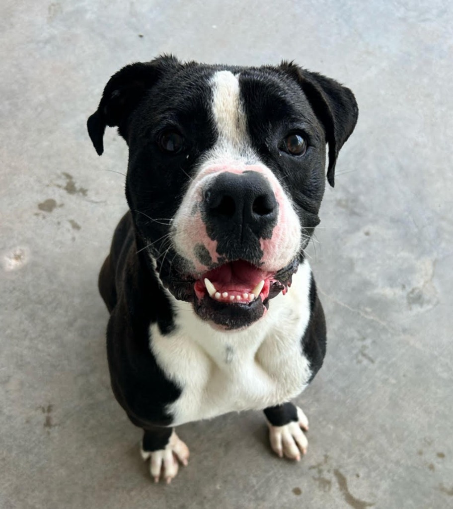 Oreo