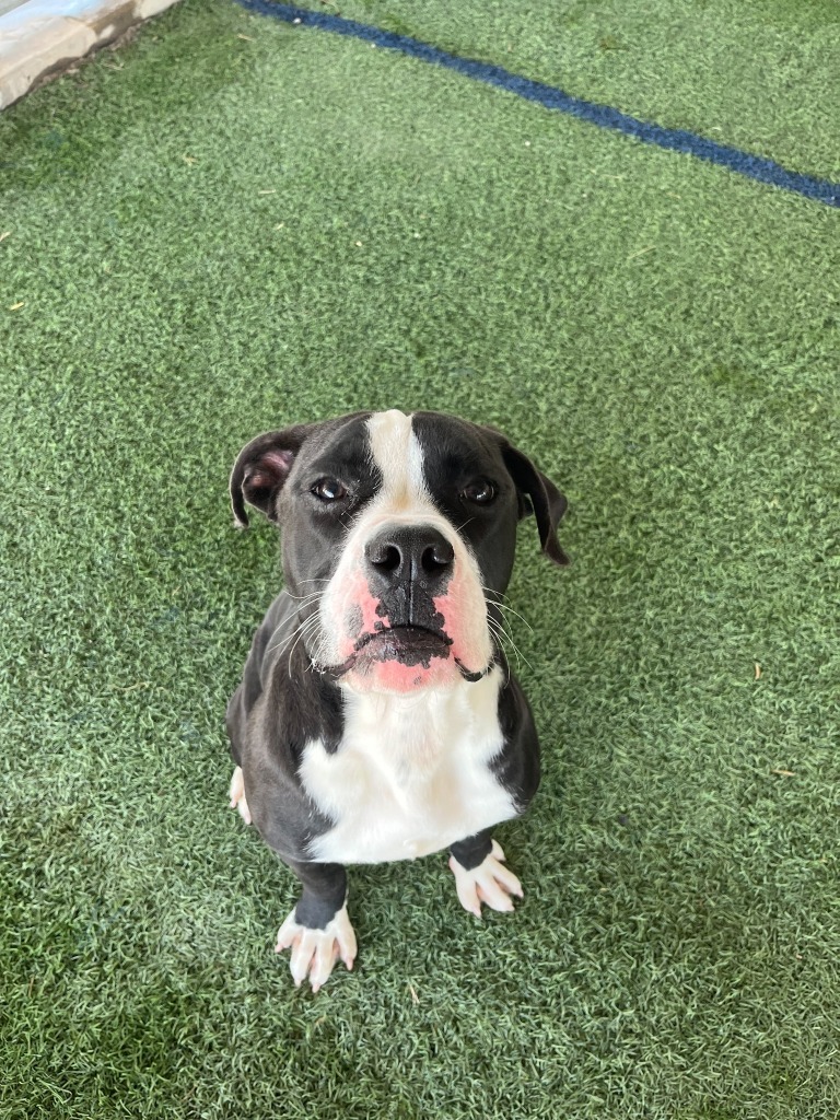 Oreo