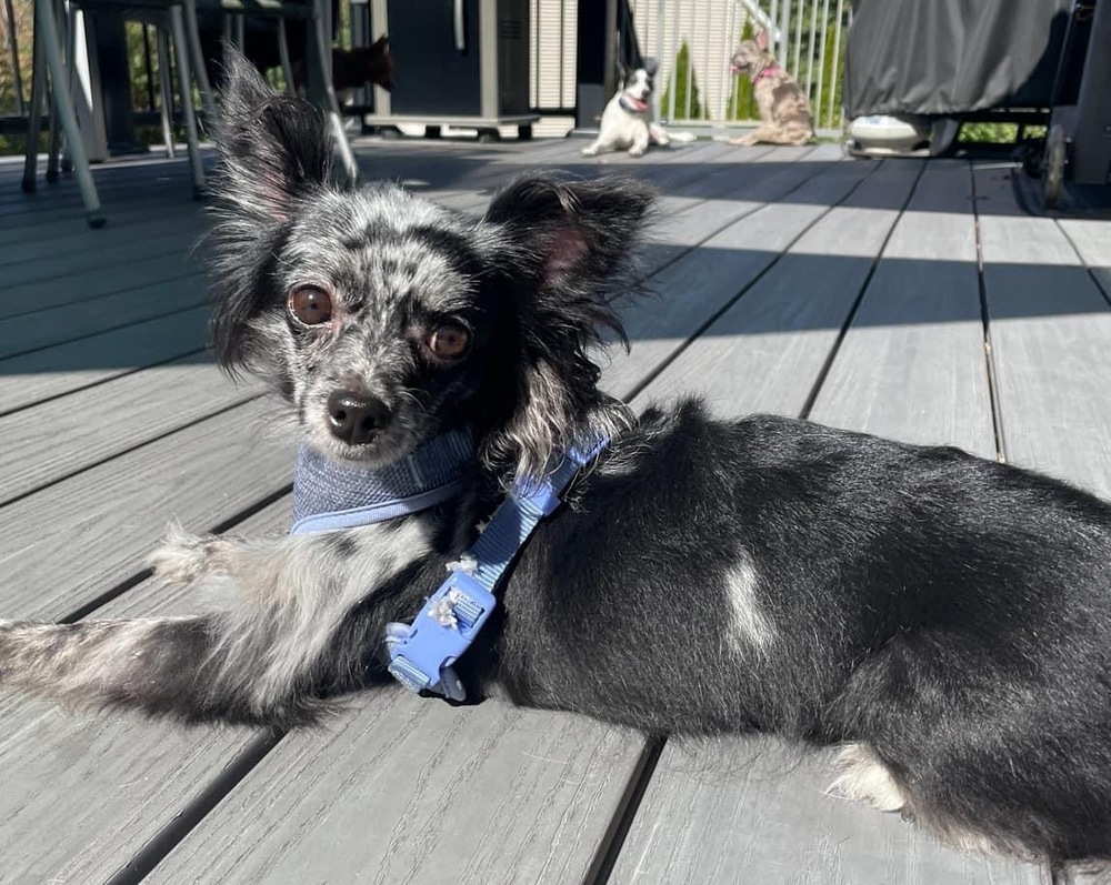 Selina, an adoptable Papillon, Chihuahua in Middletown, CT, 06457 | Photo Image 1