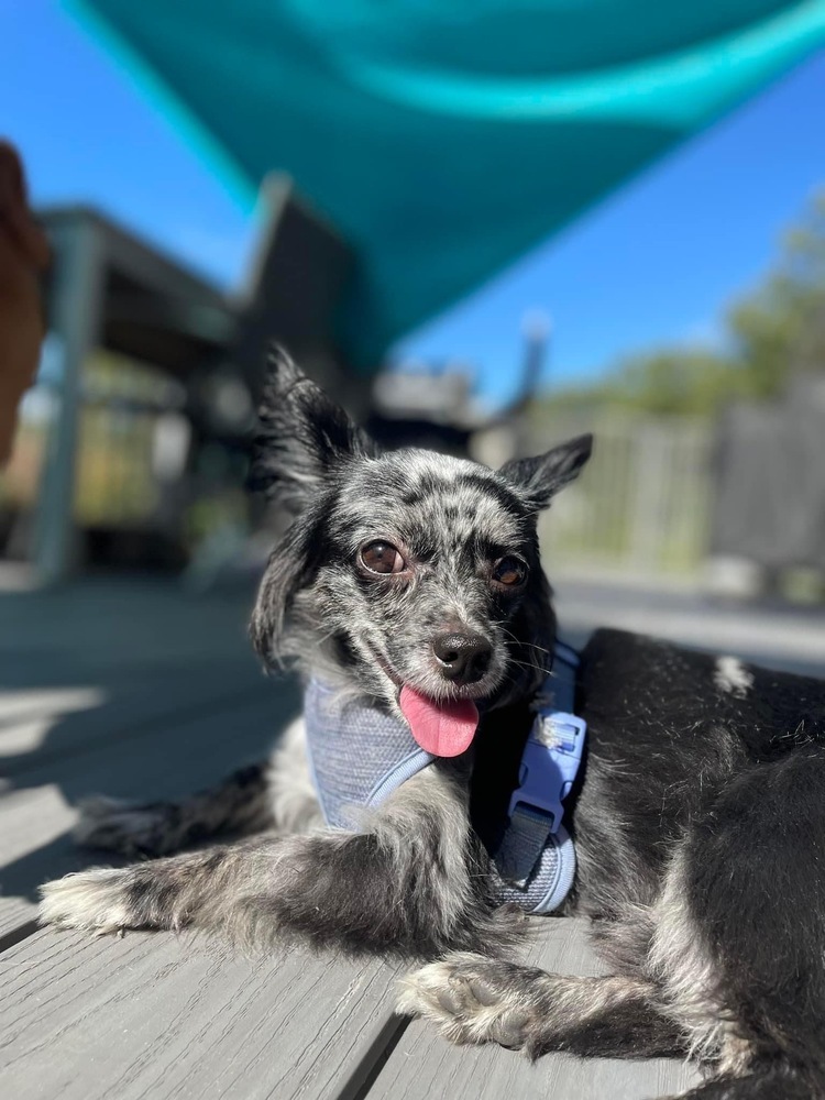 Selina, an adoptable Papillon, Chihuahua in Middletown, CT, 06457 | Photo Image 3