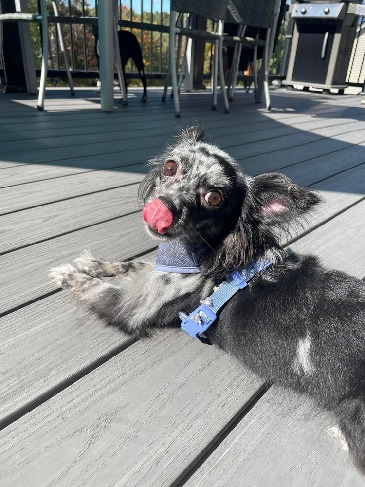 Selina, an adoptable Papillon, Chihuahua in Middletown, CT, 06457 | Photo Image 4