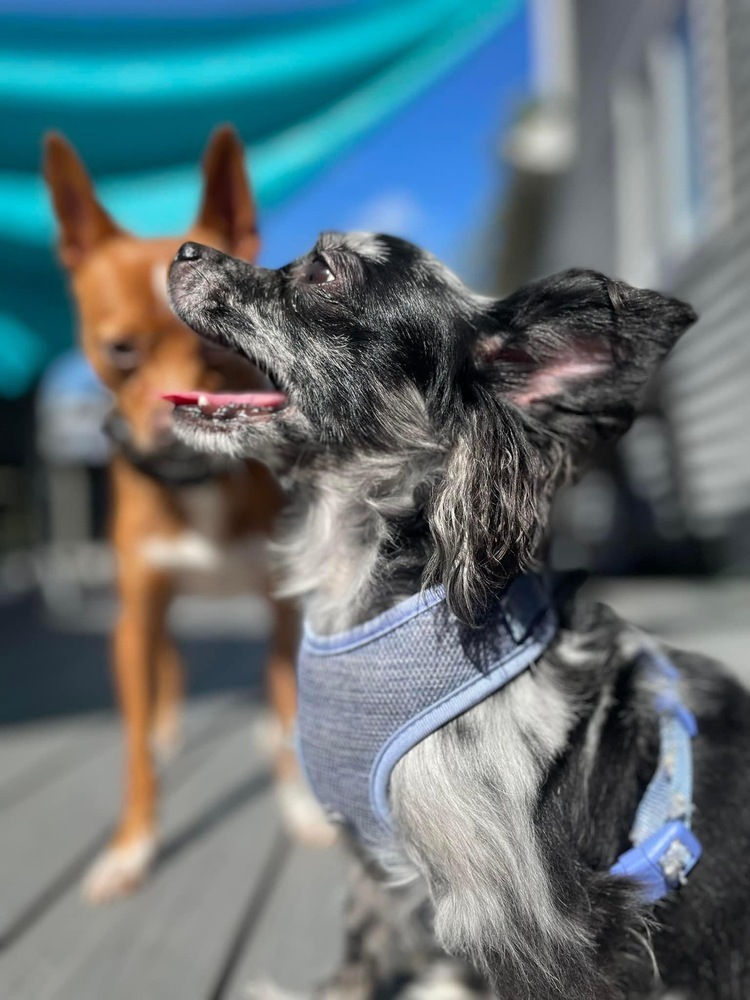 Selina, an adoptable Papillon, Chihuahua in Middletown, CT, 06457 | Photo Image 5