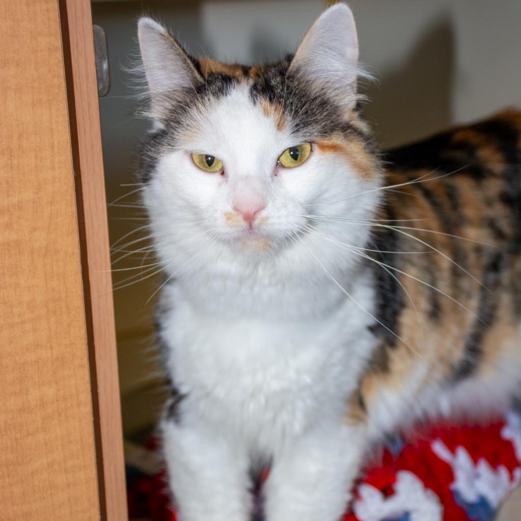 Maju, an adoptable Domestic Long Hair in Idaho Falls, ID, 83402 | Photo Image 1