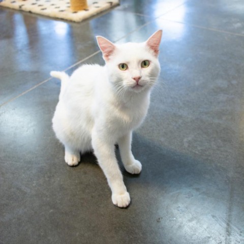 Linguine, an adoptable Domestic Short Hair in Idaho Falls, ID, 83402 | Photo Image 1